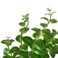 Aeschynanthus Lipstick Plant