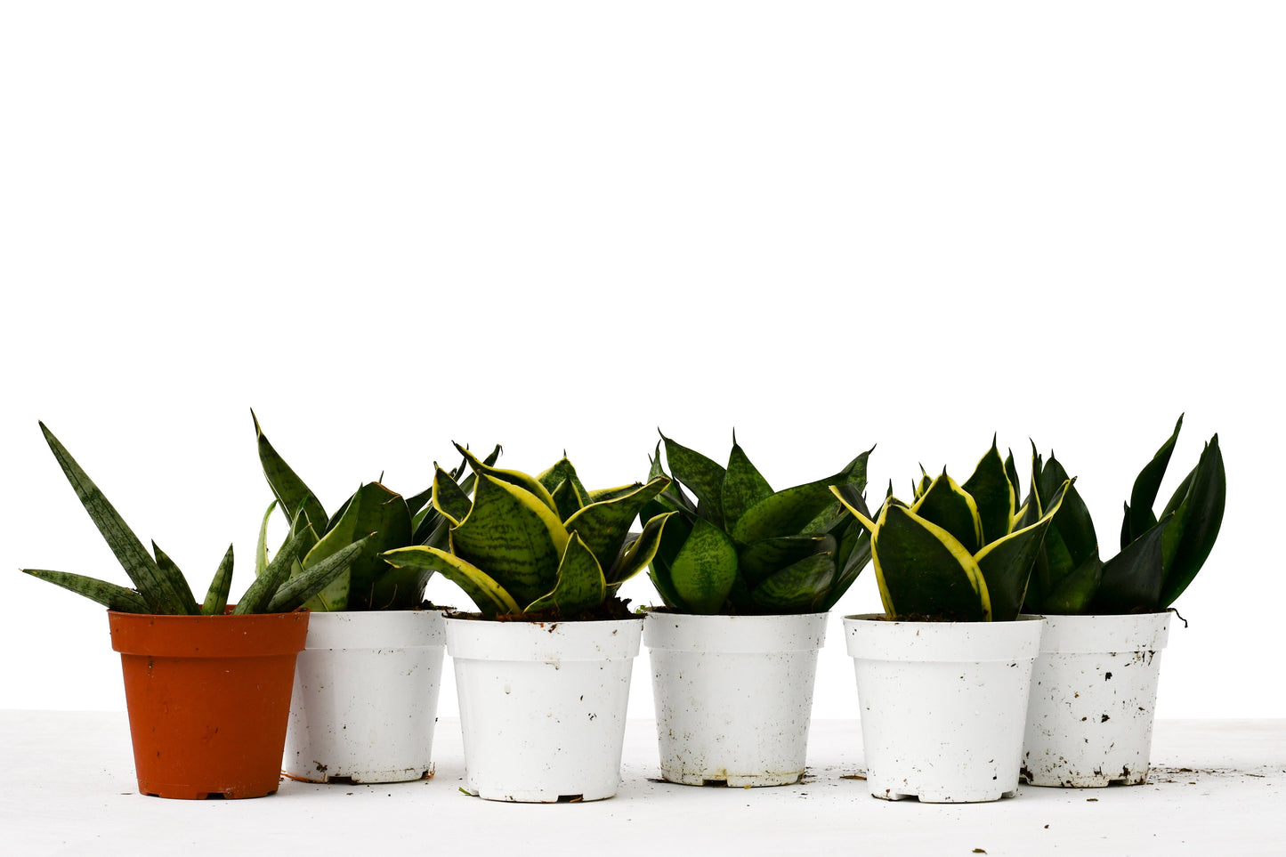 Snake Plant Variety Packs - 4" Pot