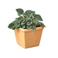 Pre-Potted Houseplant Subscription Box