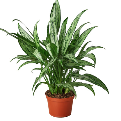 chinese evergreen house plant