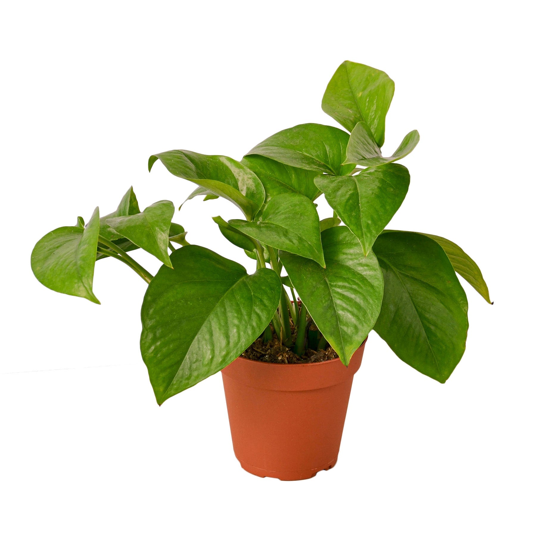 Pothos 'Global Green'