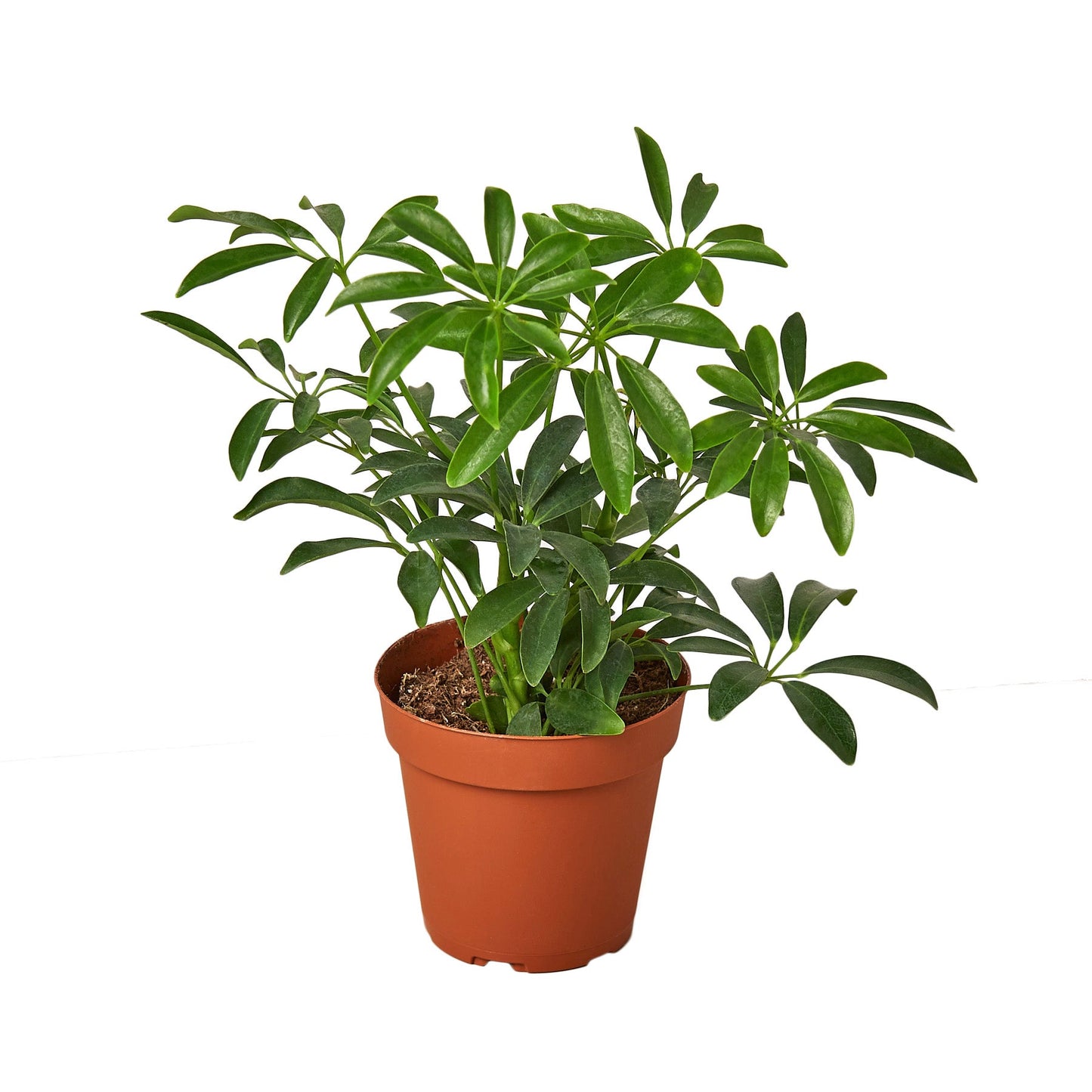 2 Different Schefflera Plants Variety Pack