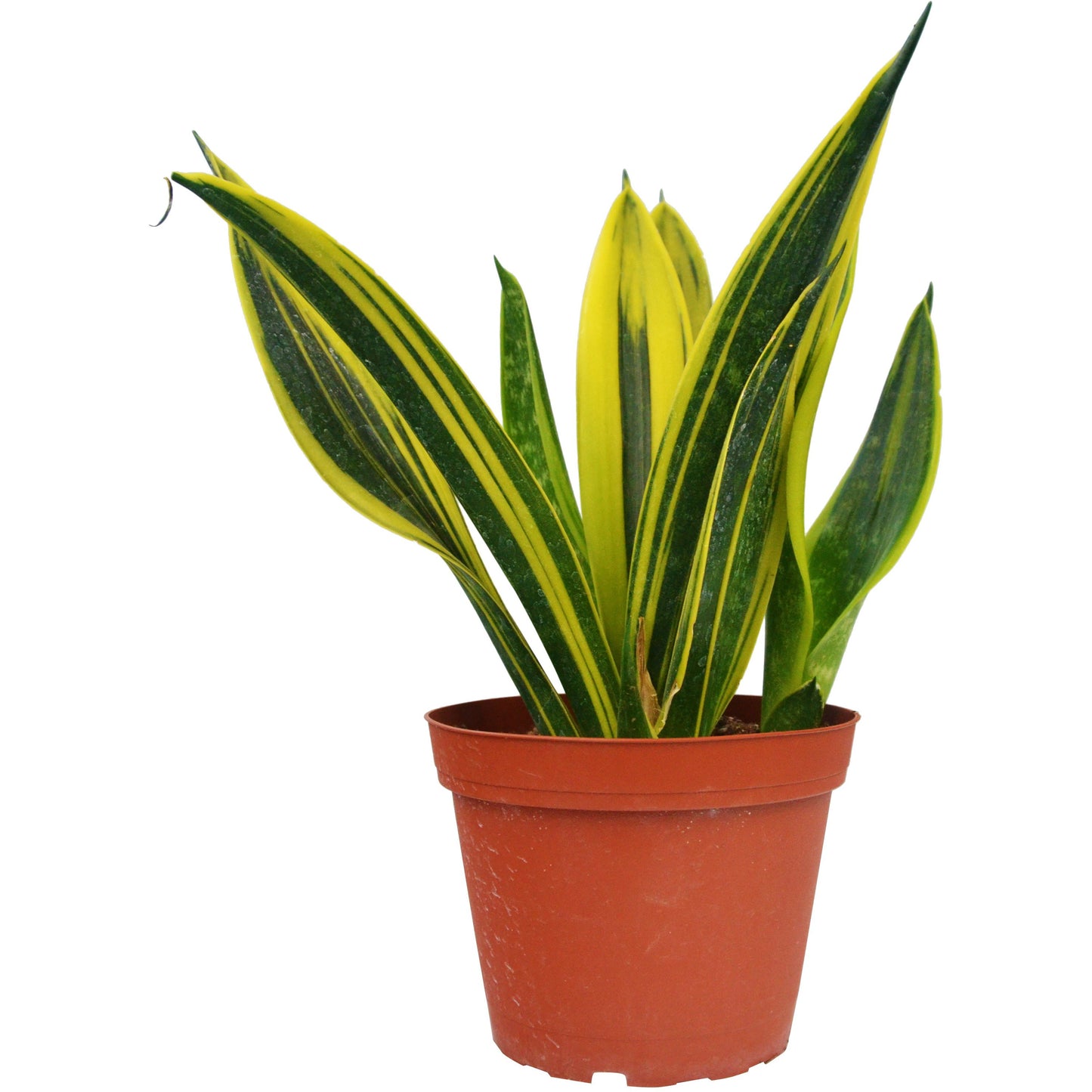 Snake 'Gold Flame' - 6" Pot - Plant Swag Shop 