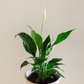 Spathiphyllum 'Peace Lily'