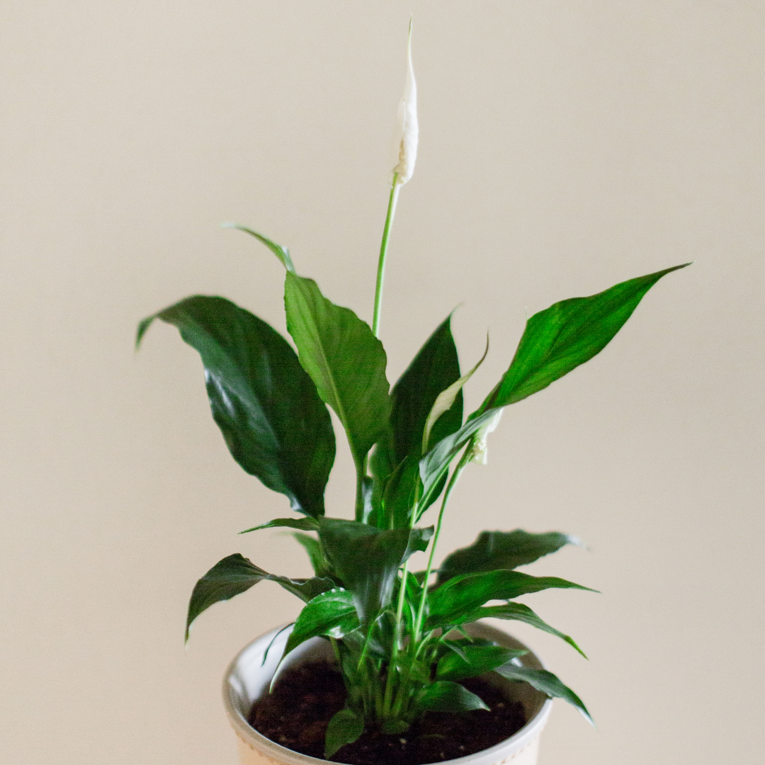 Spathiphyllum 'Peace Lily' Media 2 of 8