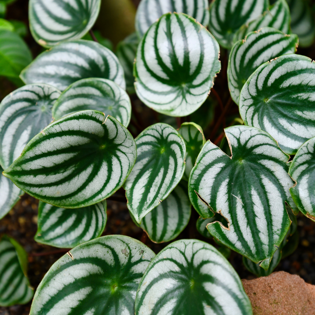 watermelon peperomia houseplant