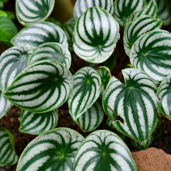 The Snobby Leaf | Peperomia Watermelon - 4 inch Pot