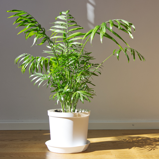 parlor palm live plant for sale