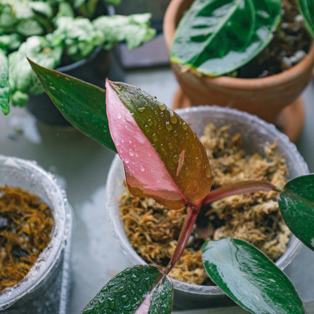 Buy Philodendron Pink Princess
