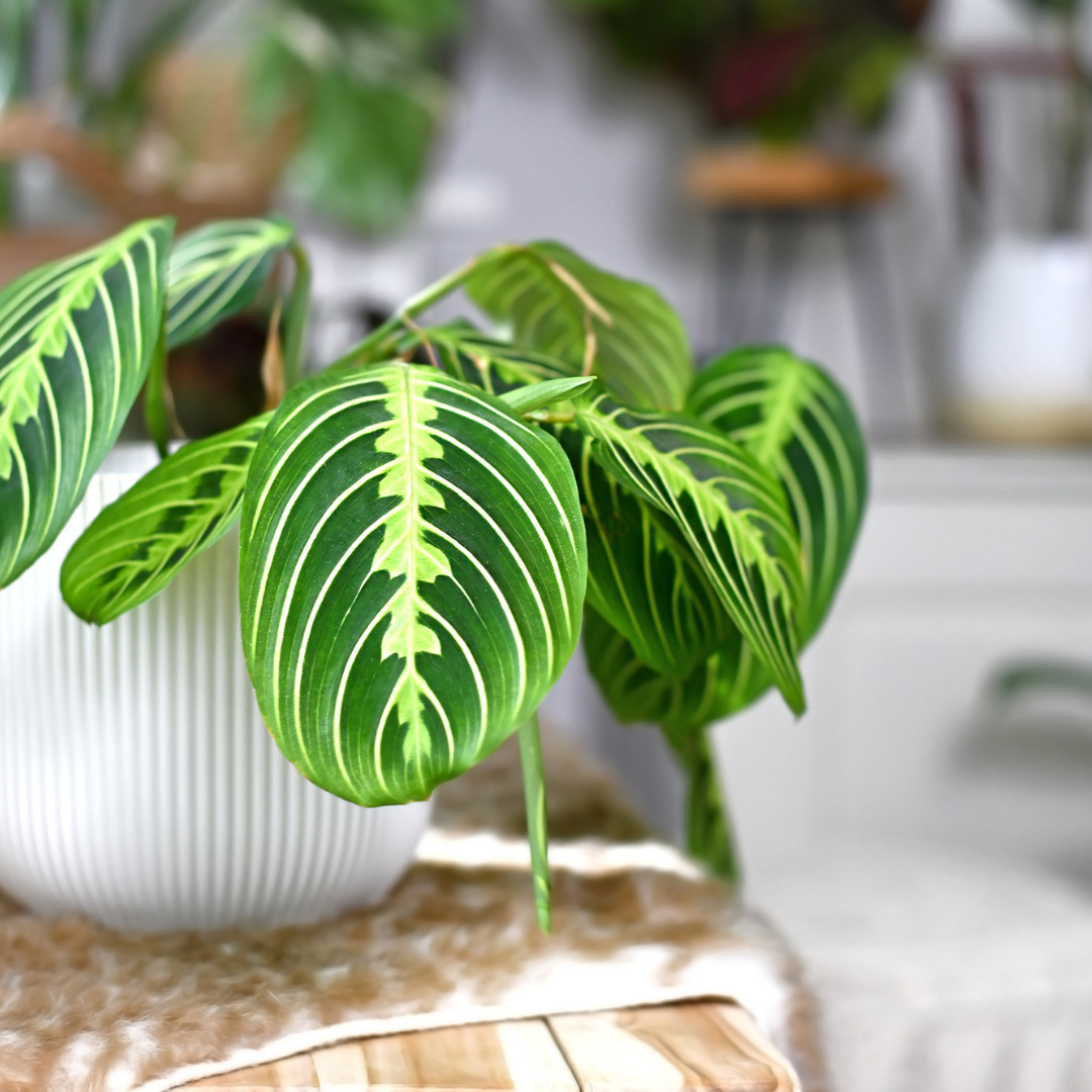 maranta lemon lime house plant