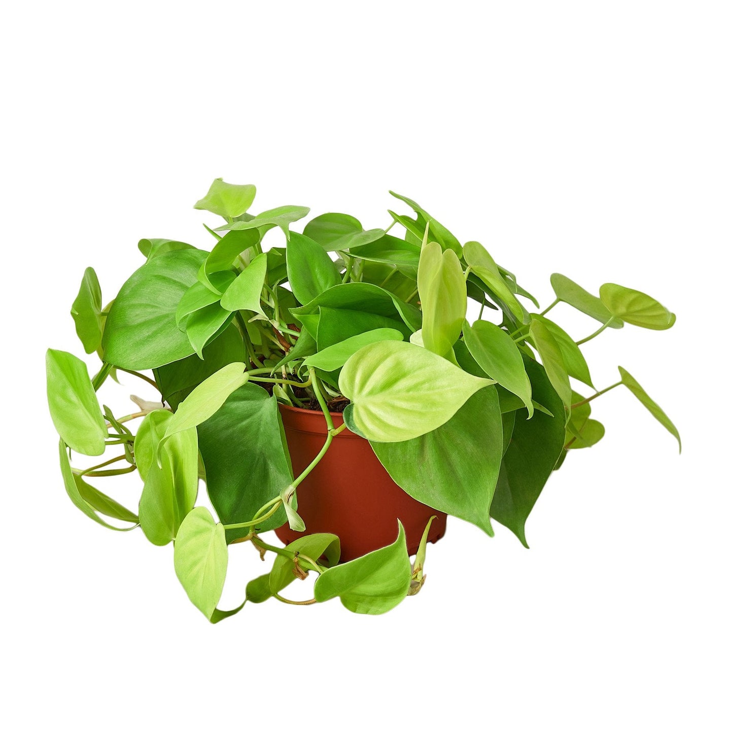 philodendron neon