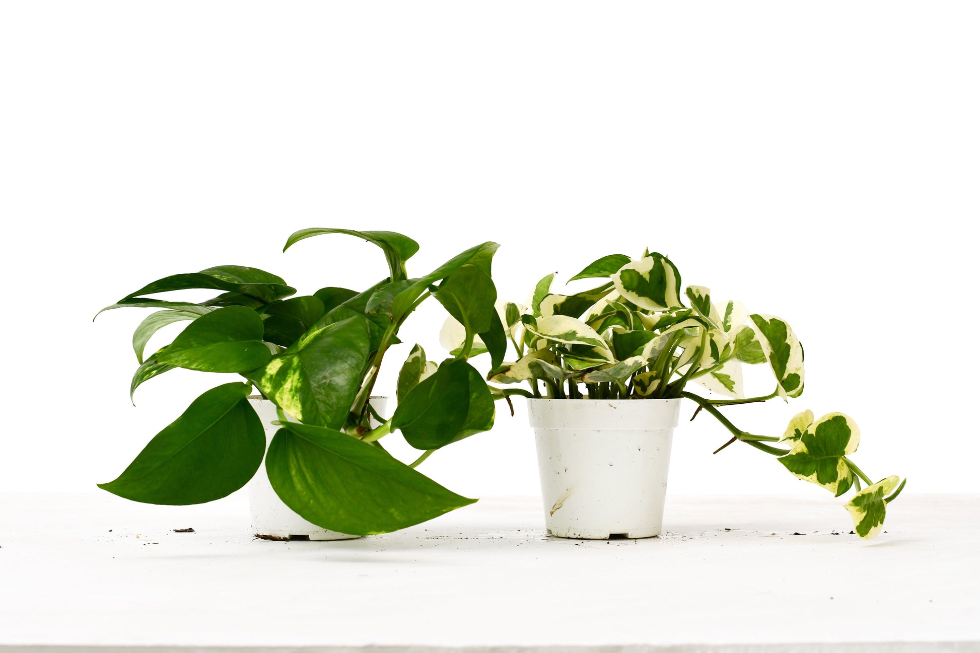 pothos varietà Buy 2 Pothos Variety Pack