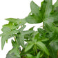 english ivy potted houseplant bundle