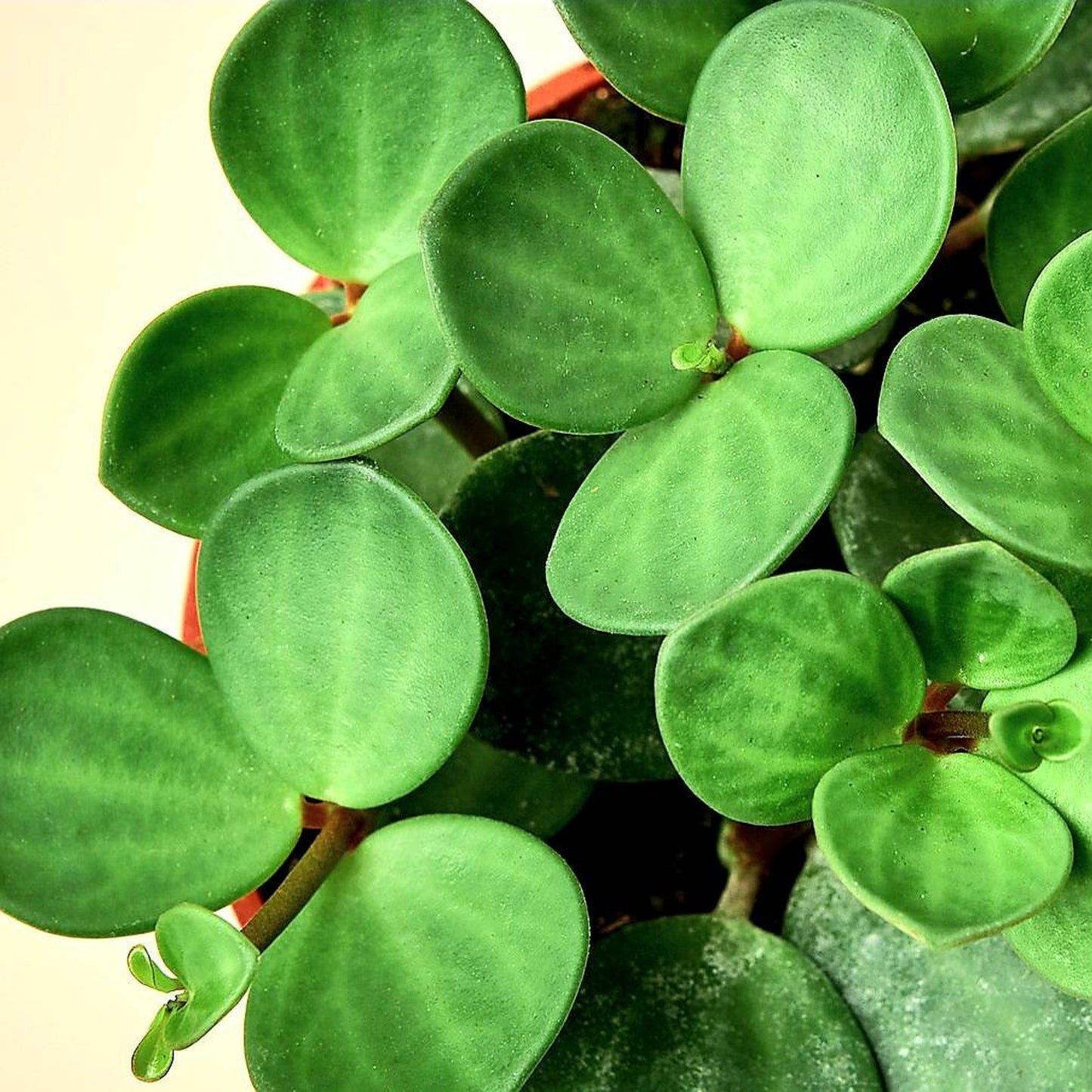 Peperomia Hope'