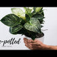 Corporate Gifting Package