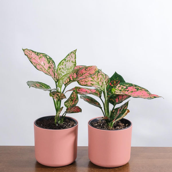 aglaonema lady valentine scientific name Buy Chinese Evergreen Lady Valentine