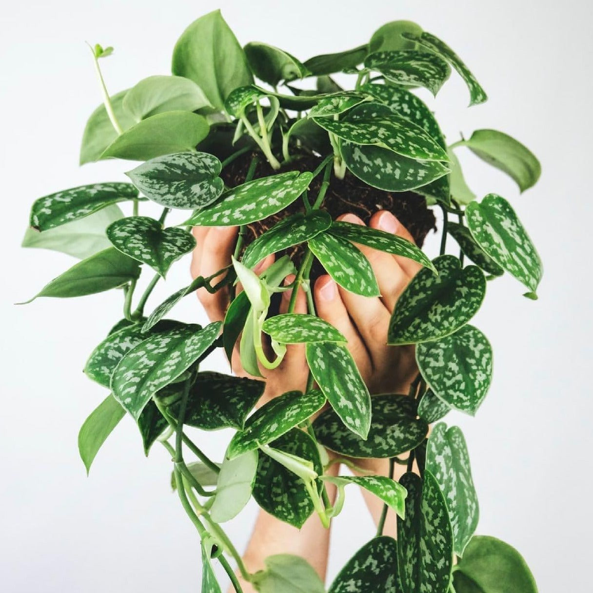 Pothos 'Satin' / Scindapsus pictus