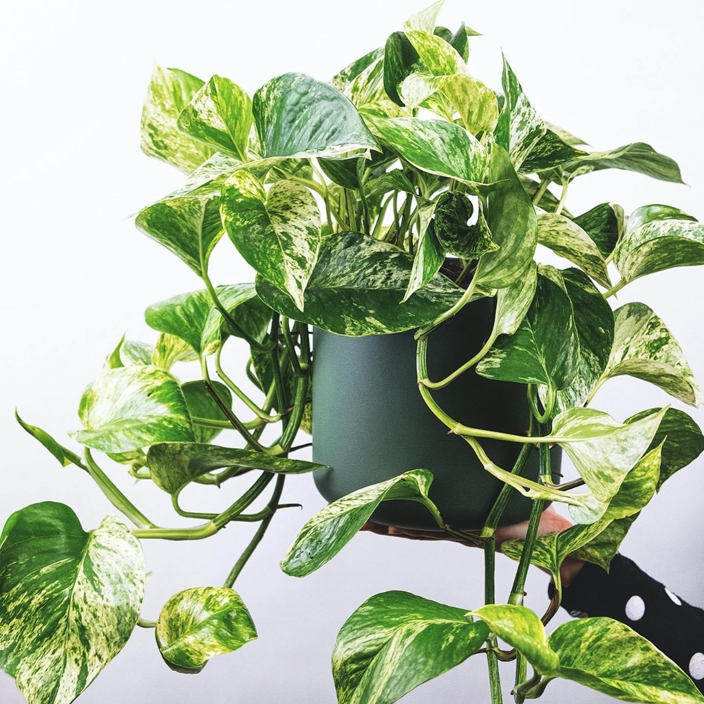 Pothos 'Marble Queen'