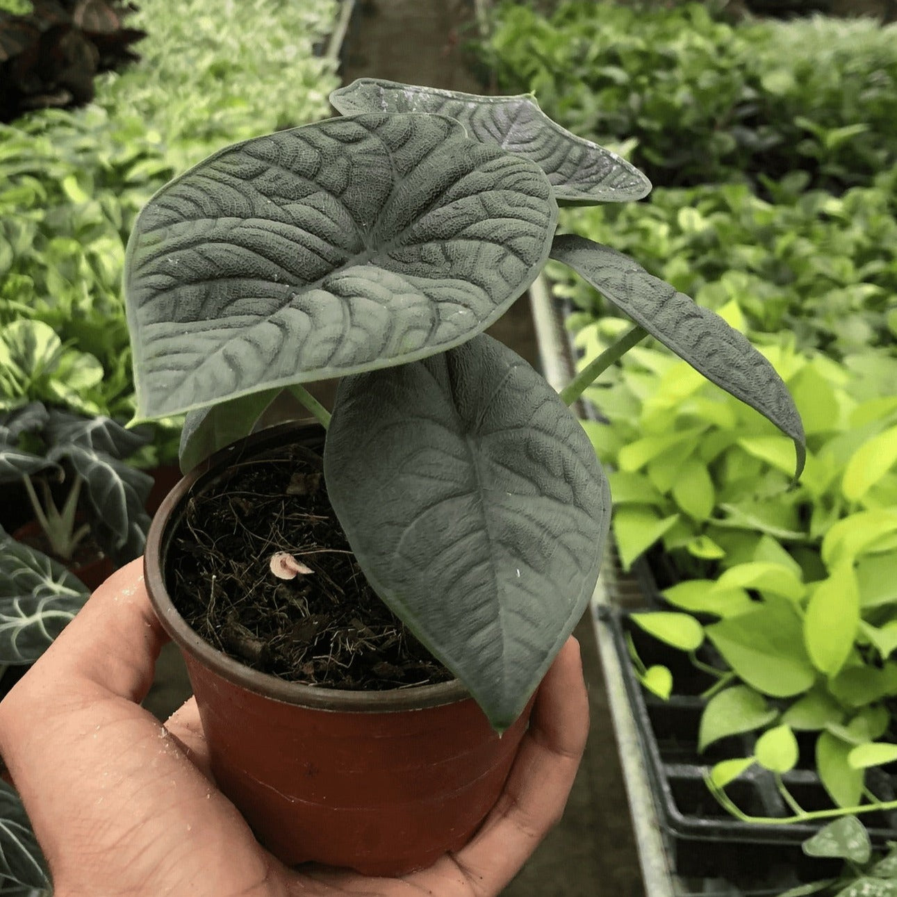 Alocasia 'Melo'