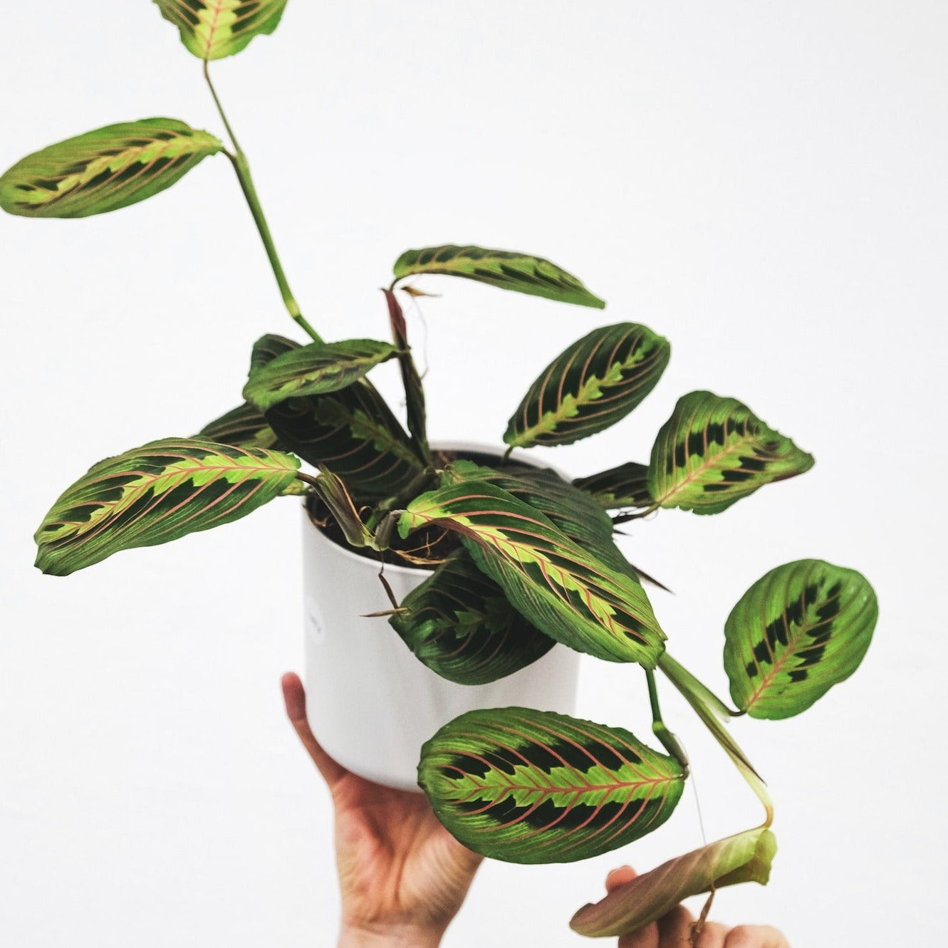 red prayer plant