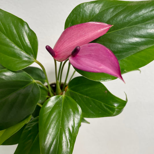 Anthurium Purple Joli Pulse