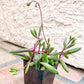 ruby necklace succulent