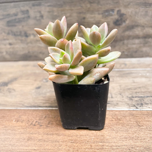 Graptosedum Vera Higgins, 2", Red Copper Color Succulent