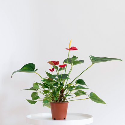 anthurium red live plant Buy Anthurium Red Plant