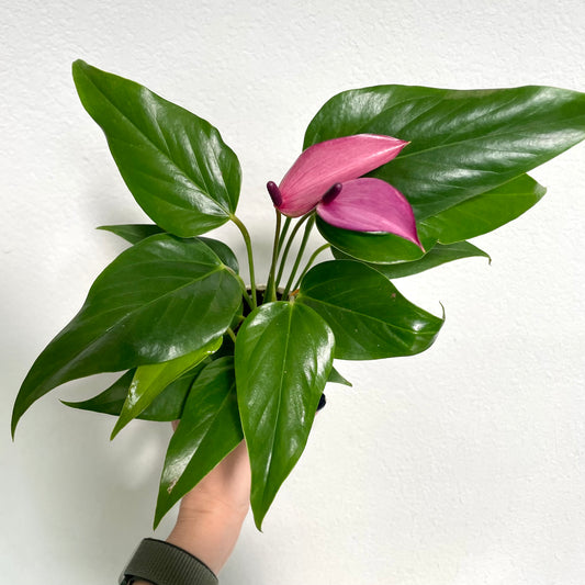 Anthurium Purple Joli Pulse