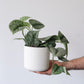 Pothos 'Silver Splash'