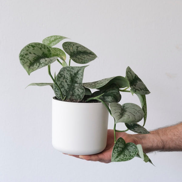 bloomscape silver pothos Silver Splash Pothos, Scindapsus Pictus ‘Exotica’
