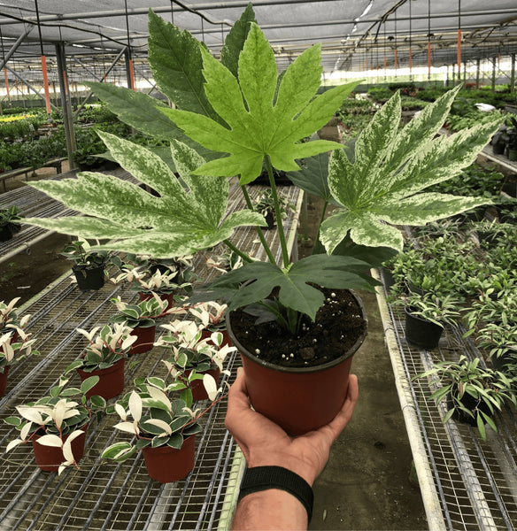 japonica plant indoor Buy Rare Fatsia Spiders Web