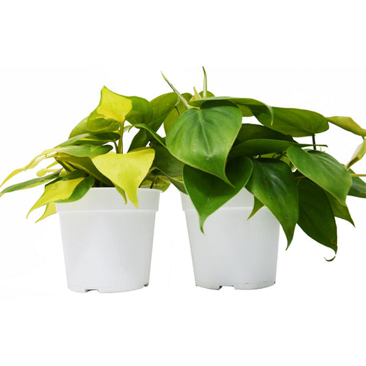 2 Philodendron Variety Pack