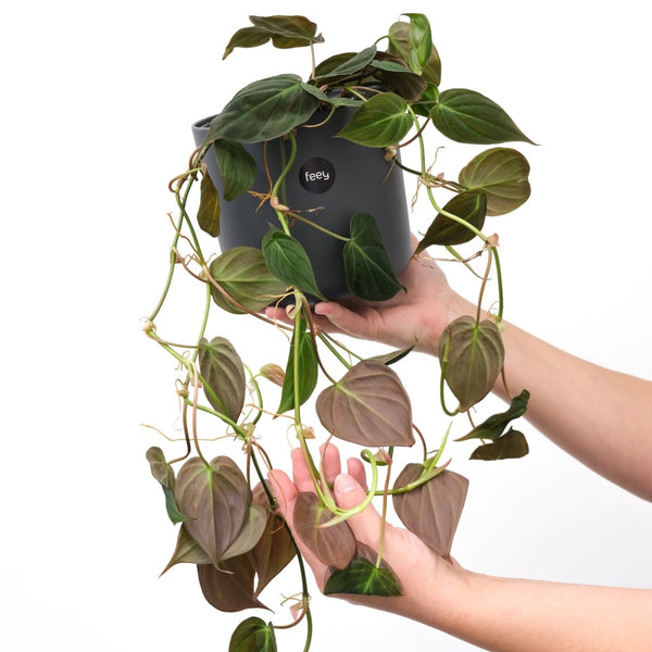 bronze velvet philodendron Buy Rare Philodendron Micans Velvet