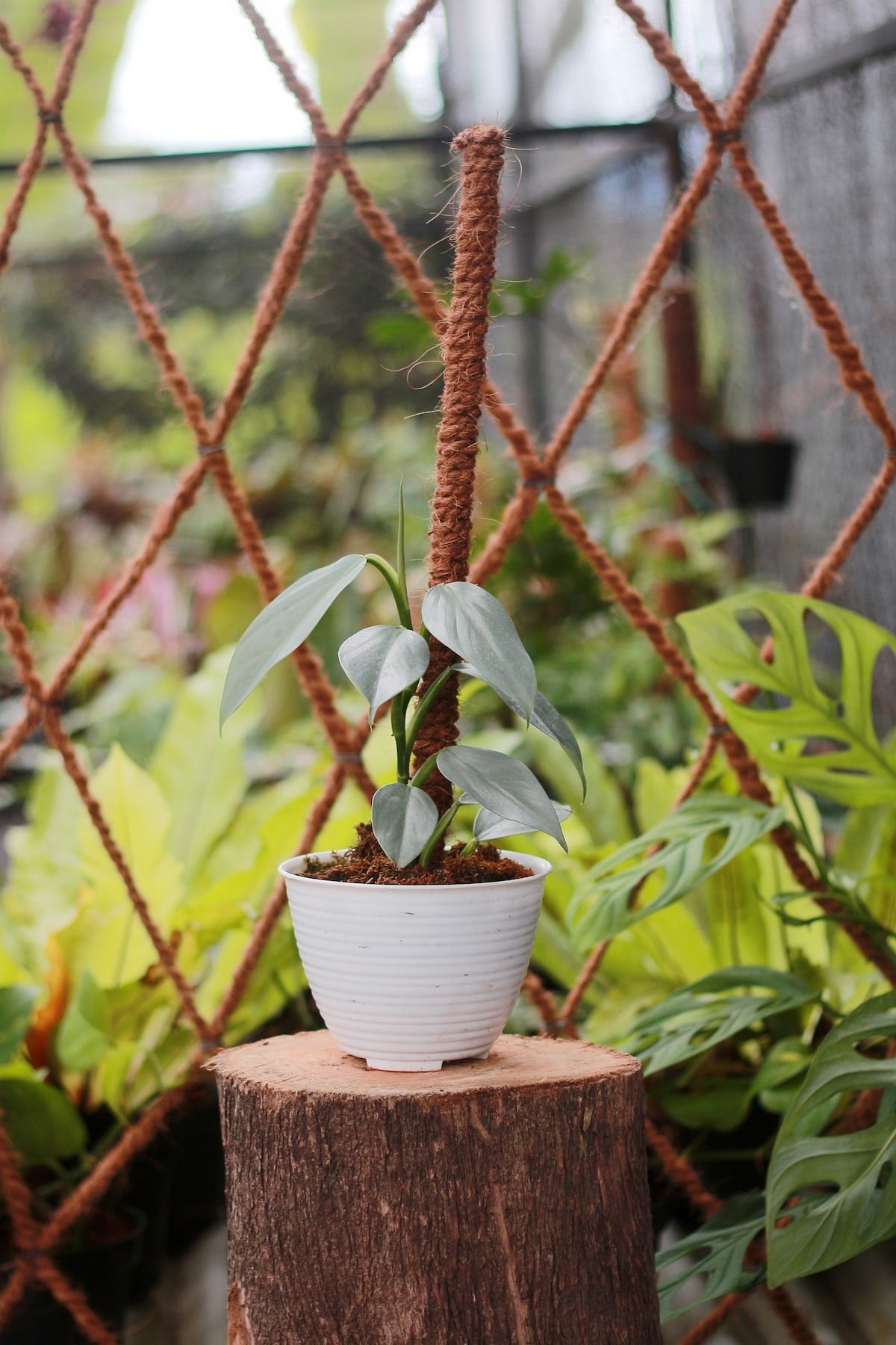 Rare Philodendron 'Silver Sword'