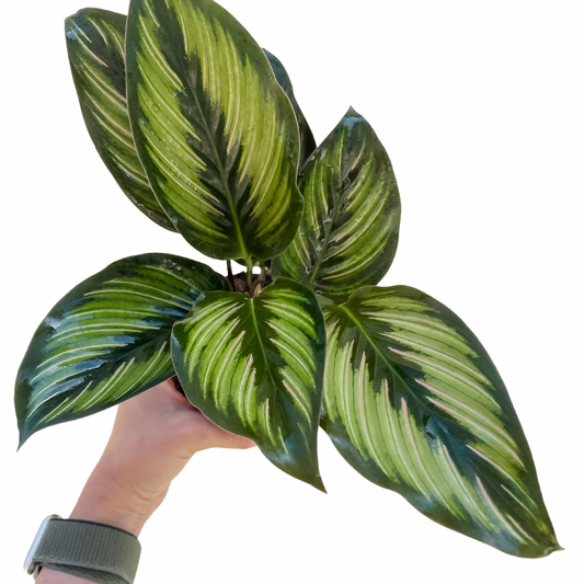 Calathea 'Beauty Star'