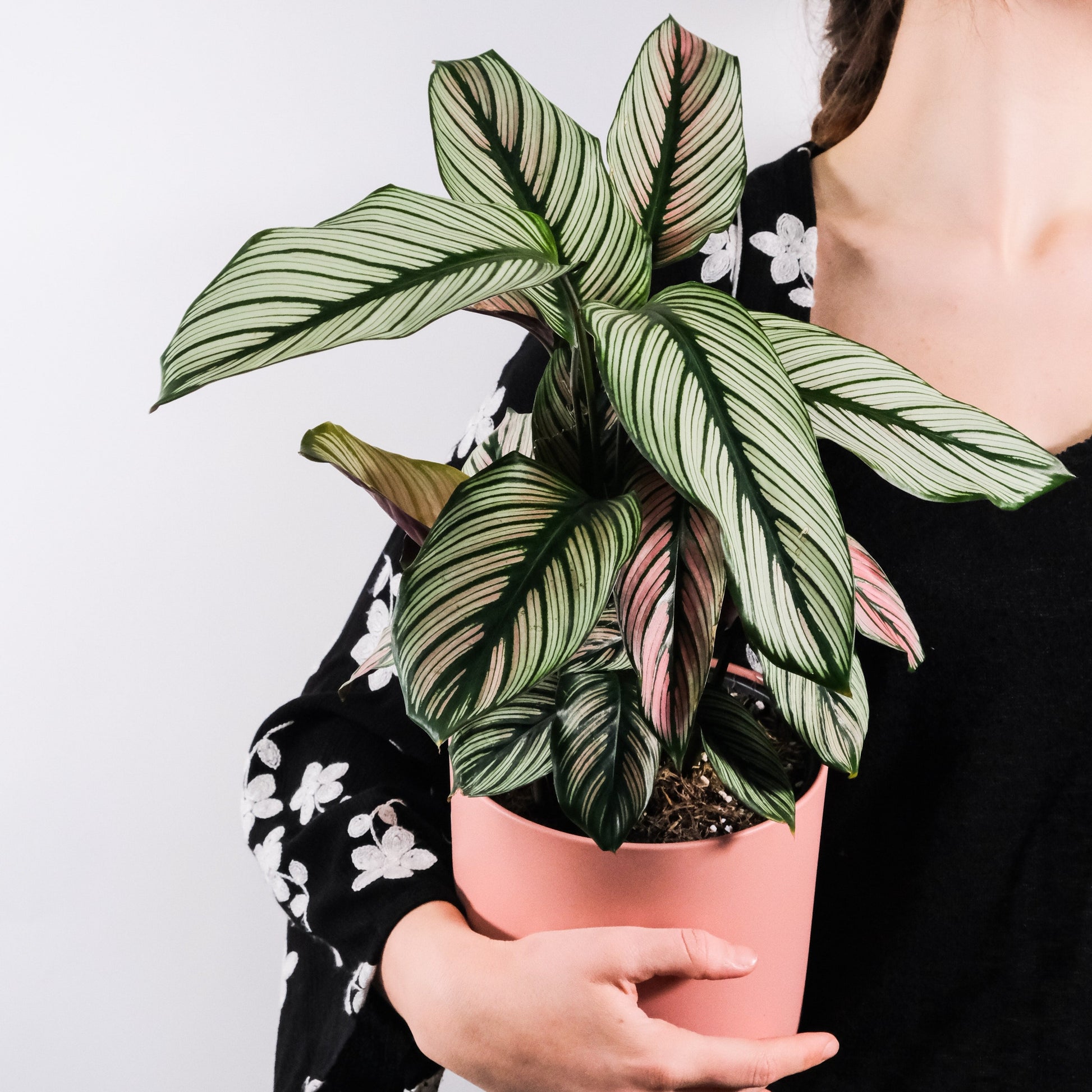 Calathea white star house plant delivery