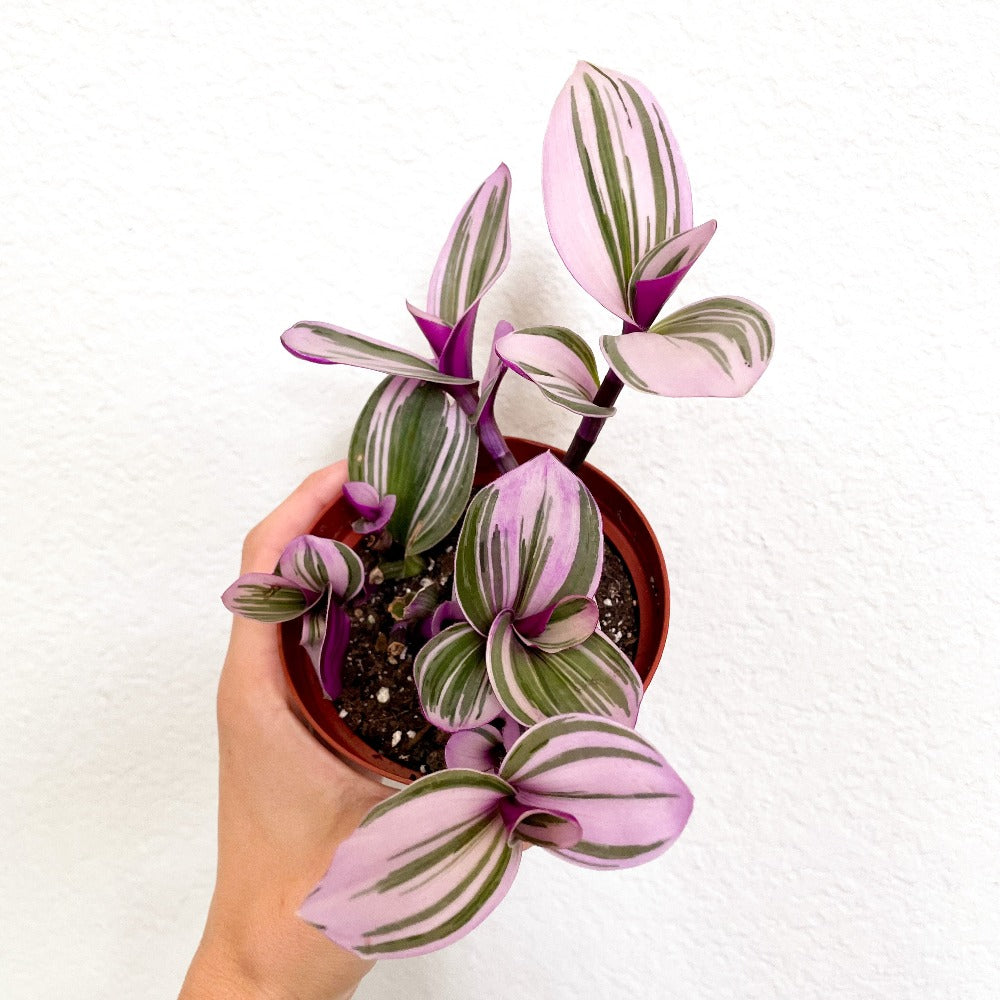 tradescantia nanouk pink trailing house plant Buy Tradescantia Nanouk