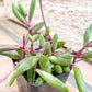 ruby necklace succulent