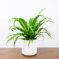 Bird’s Nest 'Victoria' Fern - 4" Pot