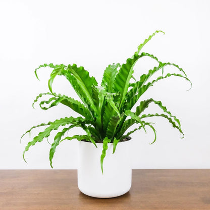 aspenium victoria birds nest fern Bird’s Nest 'Victoria' Fern