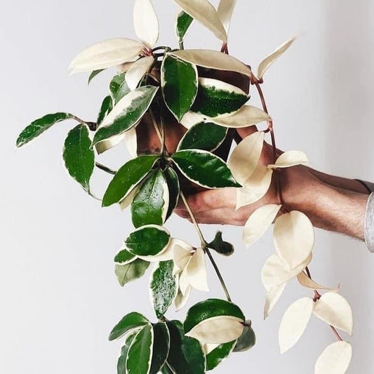 Hoya Carnosa Tricolor