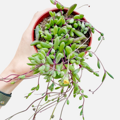 othanna succulent live plant