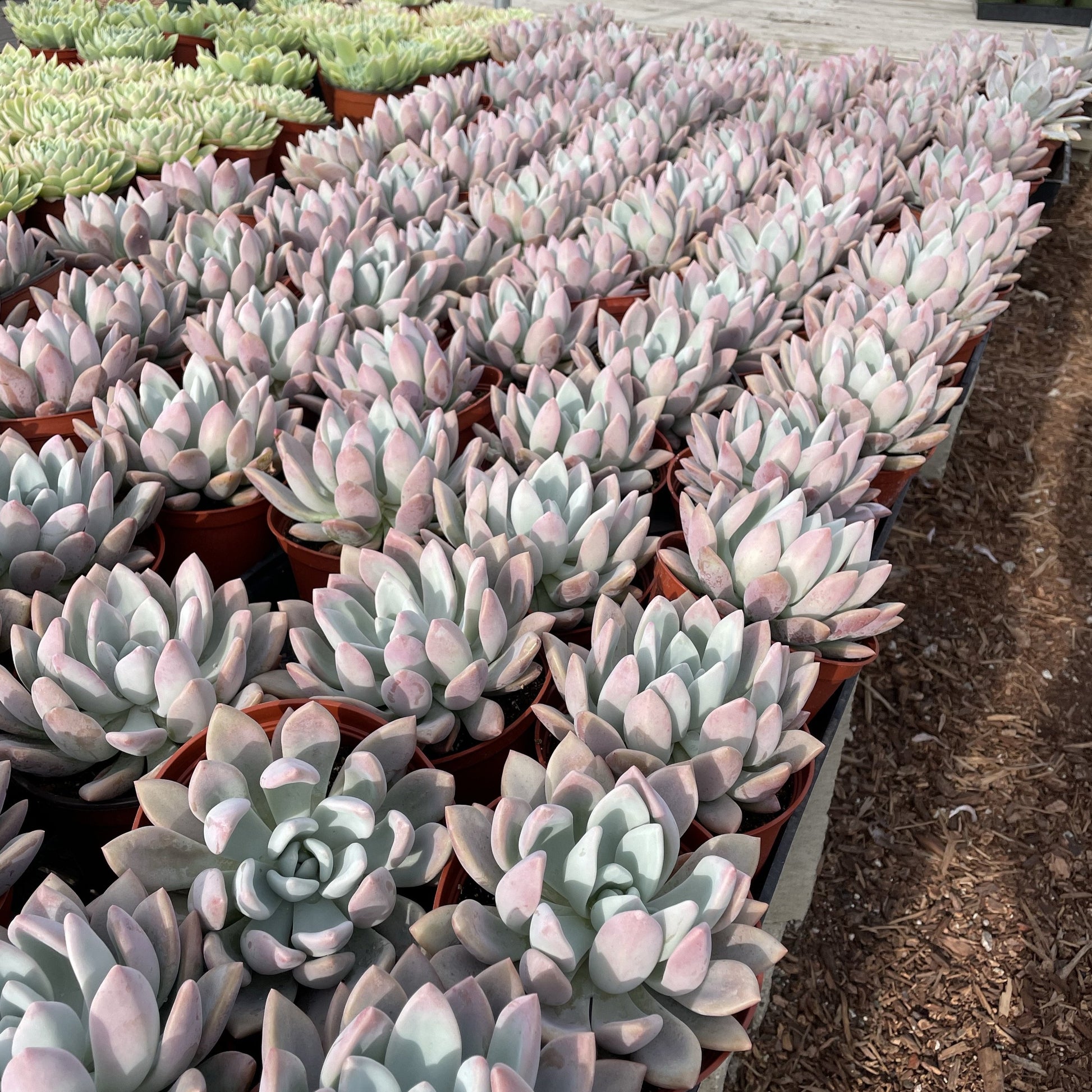 succulents online for sale