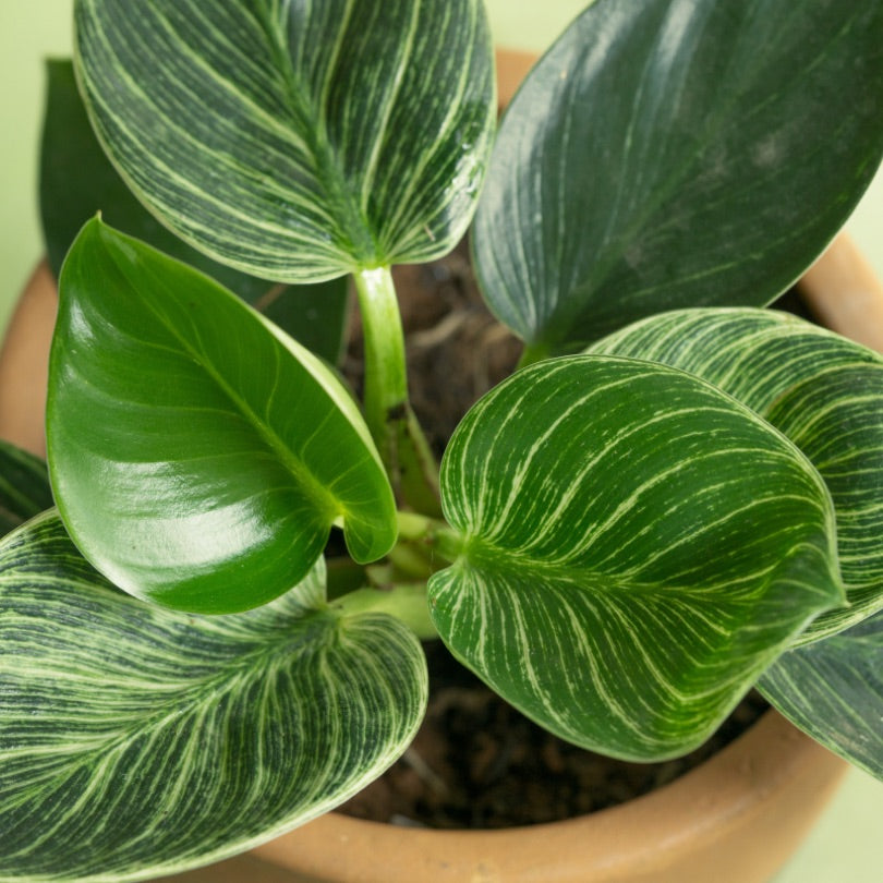 philodendron birkin houseplant 