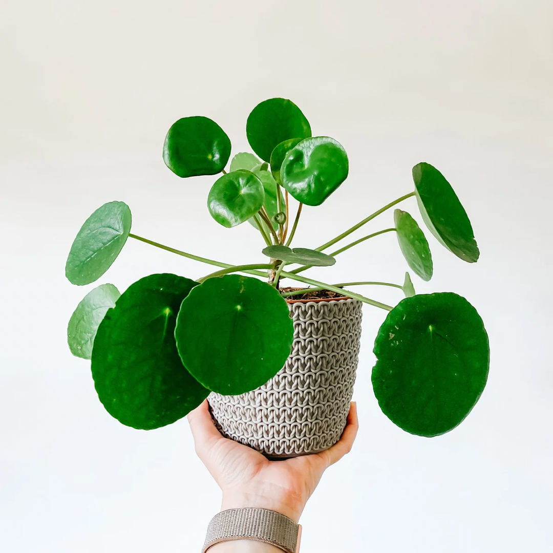 Pilea Peperomioides 'Chinese Money'