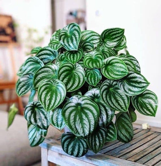 watermelon peperomia houseplant