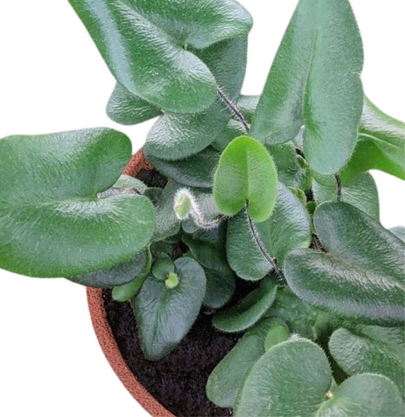 Buy Fern Heart - 4 Pot | Pet-Friendly Indoor Plant