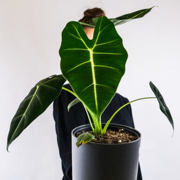 Alocasia Micholitziana 'Frydek'