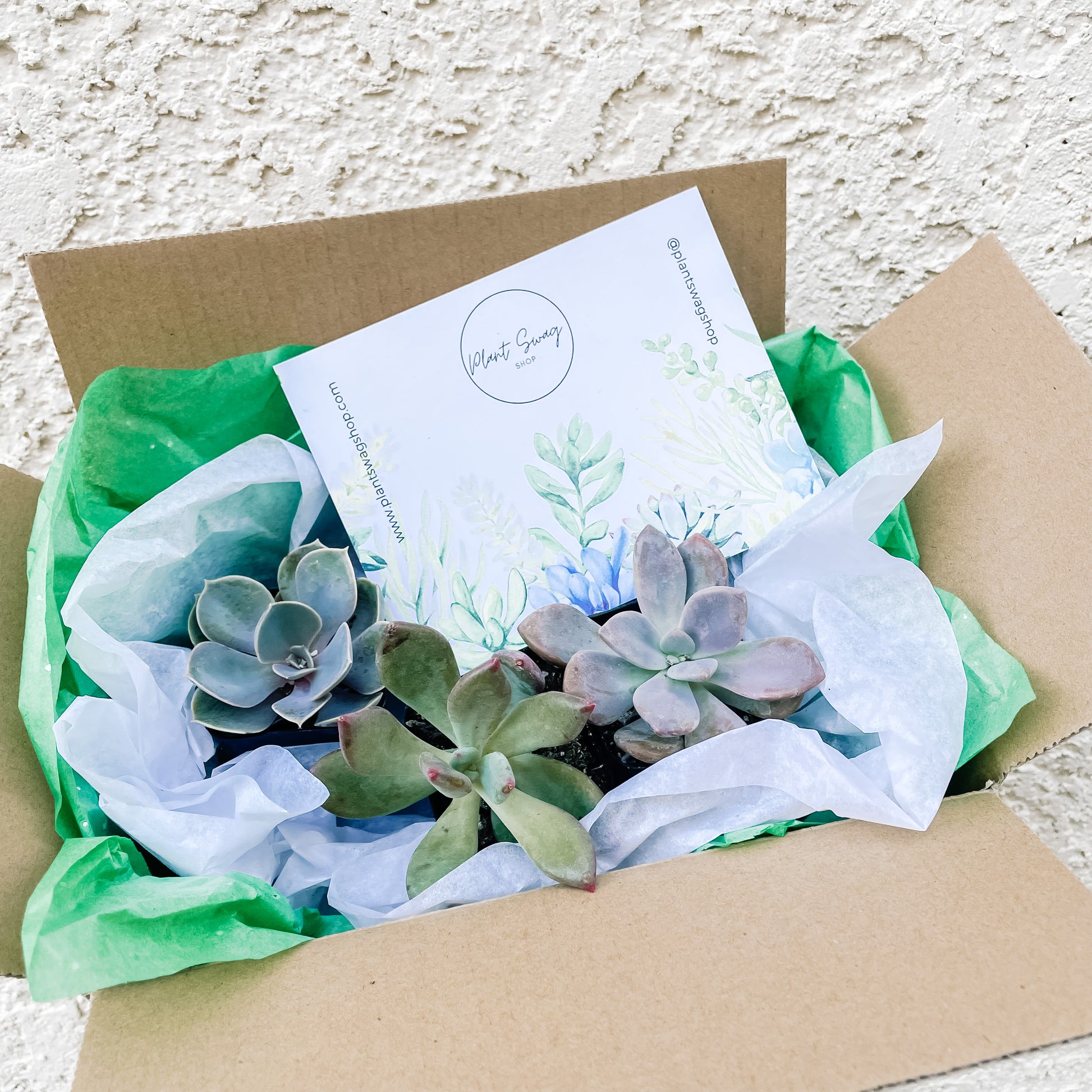 succulent gift box